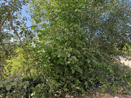 Persian walnut