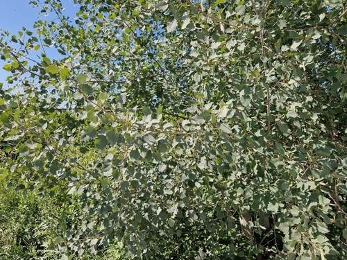 European aspen
