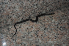 Hebius vibakari