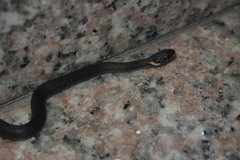 Hebius vibakari
