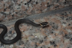 Hebius vibakari