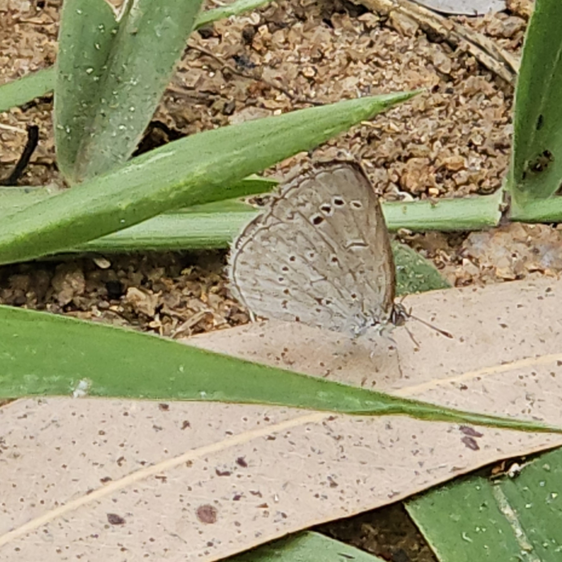 Dark Grass Blue