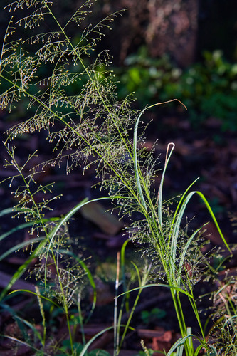 Sporobolus tenuissimus