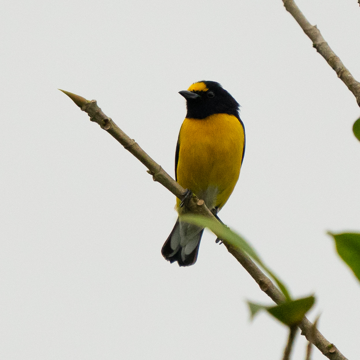 White-vented Euphonia (Euphonia minuta), photo 5