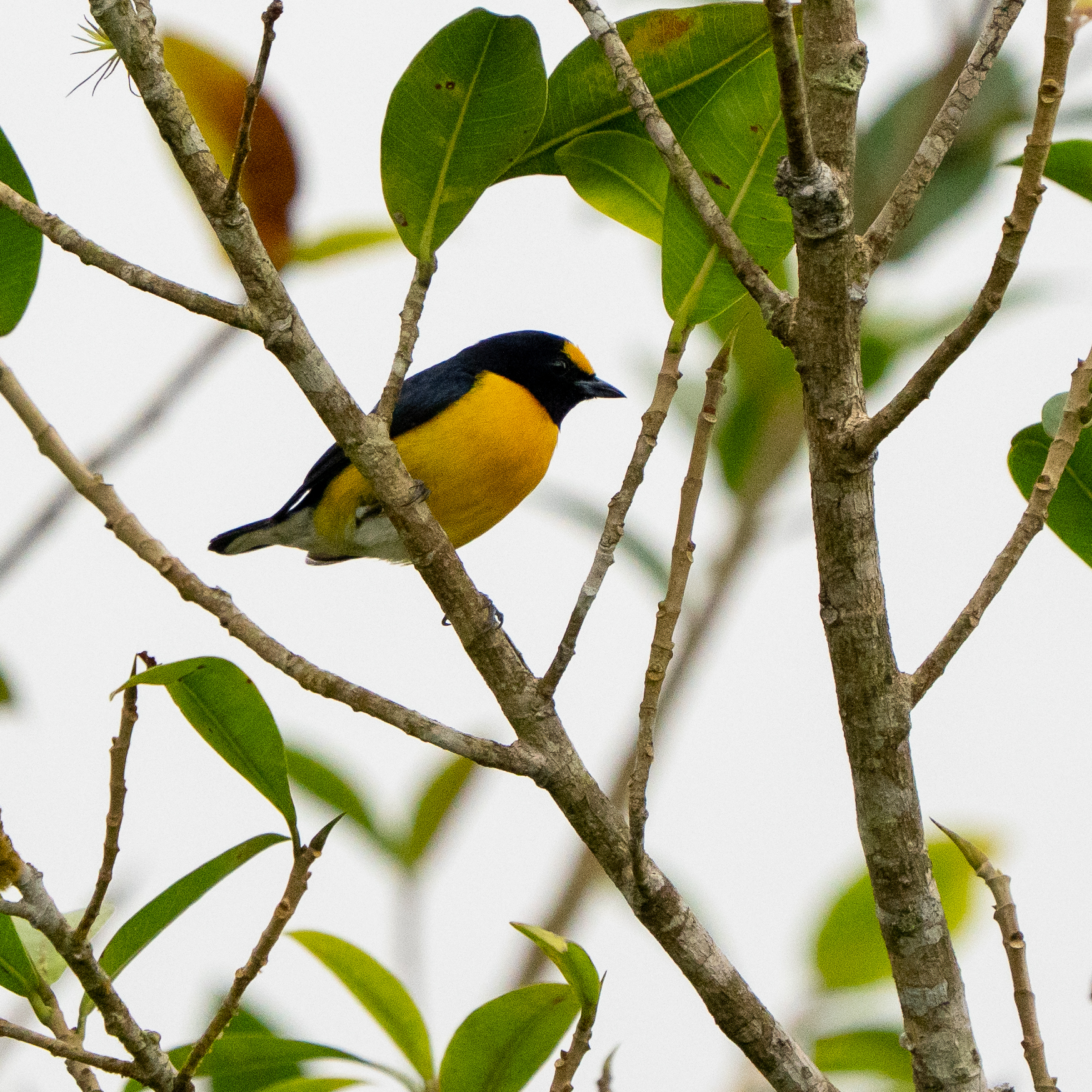 White-vented Euphonia (Euphonia minuta), photo 6