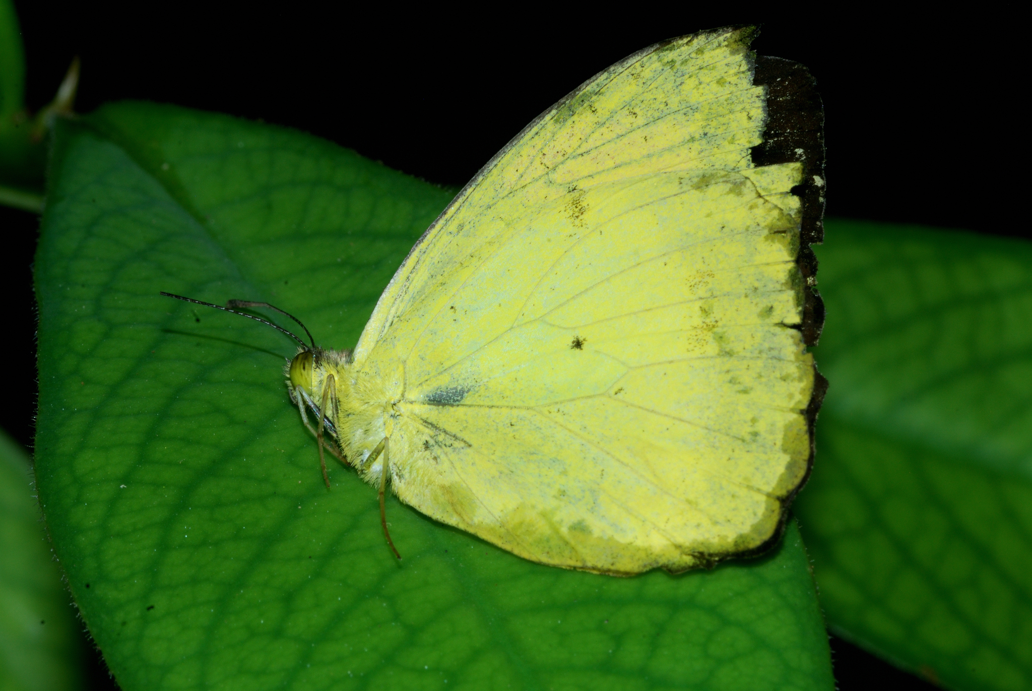 Yellow Orange-Tip