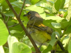 Pycnonotus finlaysoni