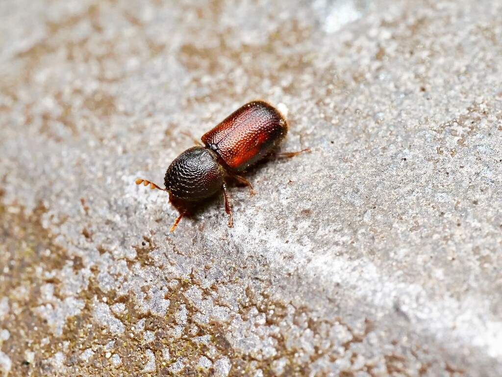Bamboo Powderpost Beetle