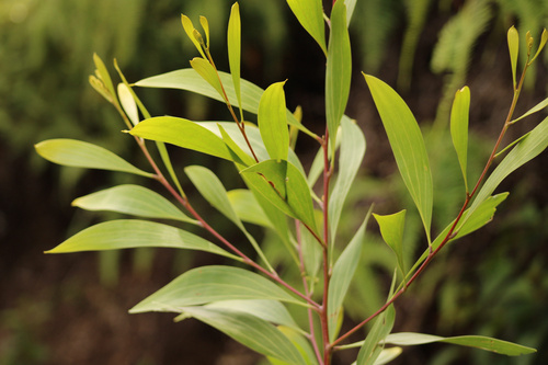 Acacia mangium observed 2025-06-20