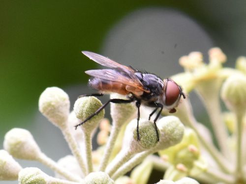 Phasia aurigera, Groesbeek, Nederland, photo 10 of 10