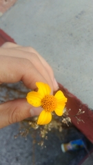Dyssodia tagetiflora