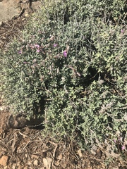 Teucrium marum