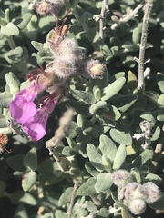 Teucrium marum