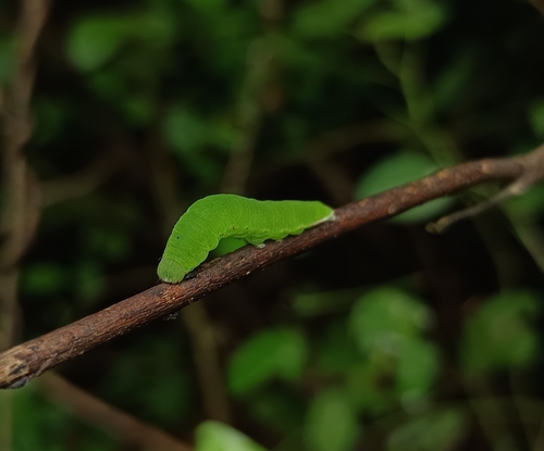 Yellow Orange Tip photo 3