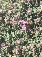 Teucrium marum