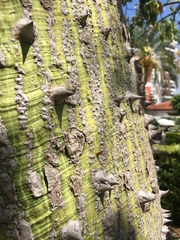 Ceiba speciosa