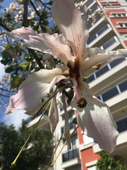 Ceiba speciosa