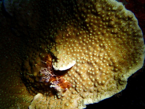 Astreopora randalli observed 2024-08-23