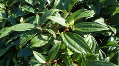 Viburnum davidii