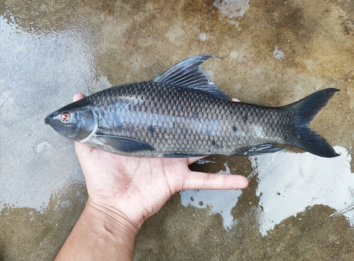 Black rohu (Labeo calbasu) — Cyprinidae — 3