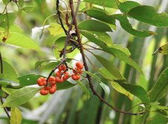 Gynochthodes umbellata