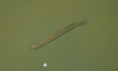 Melanotaenia splendida splendida