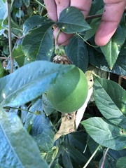 Passiflora incarnata