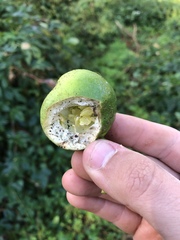 Passiflora incarnata