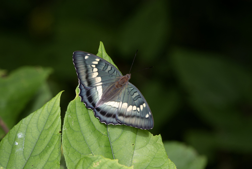 Euthalia insulae