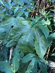 Passiflora incarnata