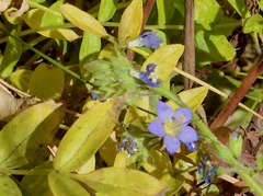Polemonium occidentale occidentale
