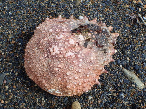 Spiny Spider Crab, photo 3 of 10