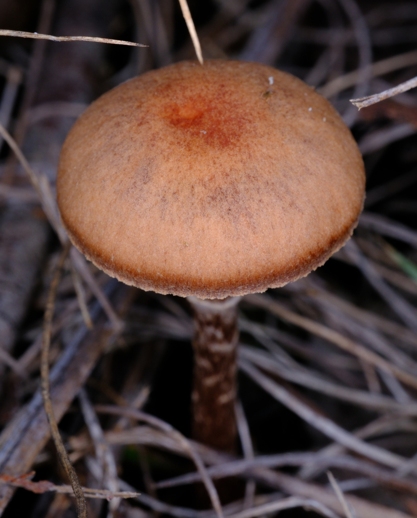 Tubaria serrulata