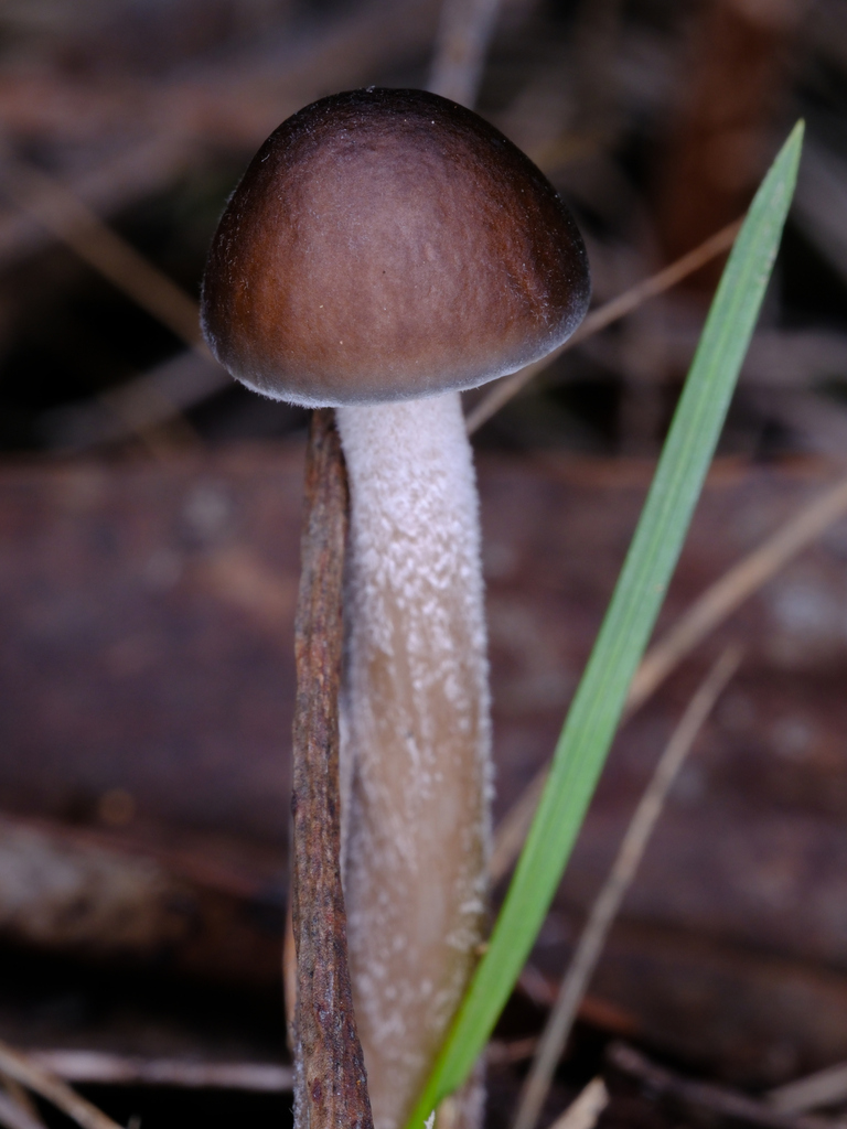 Oudemansiella gigaspora · June 2025 · photo: © possumpete (iNaturalist, cc0)