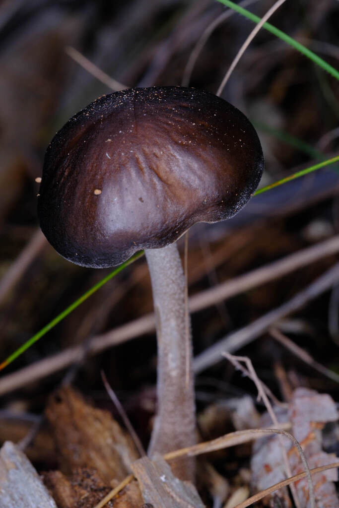 Oudemansiella gigaspora · June 2025 · photo: © possumpete (iNaturalist, cc0)
