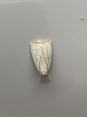 Cryptophasa flavolineata