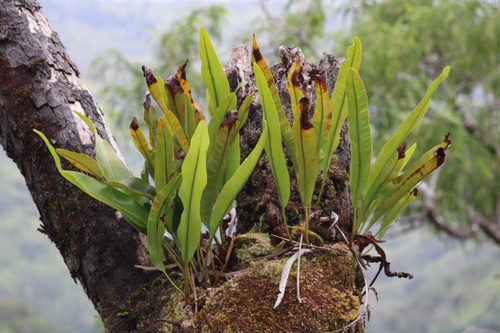 Elaphoglossum crassifolium observed 2025-06-21