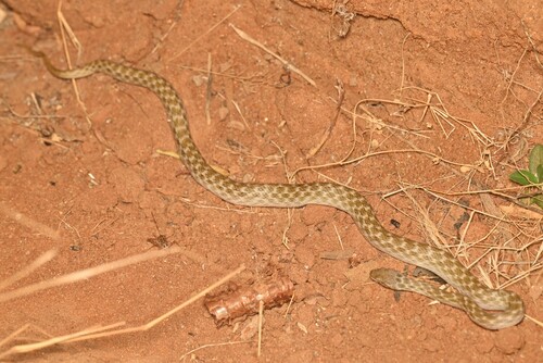 Photo of a Cat-eyed Snake (meridionalis) (Madagascarophis meridionalis)