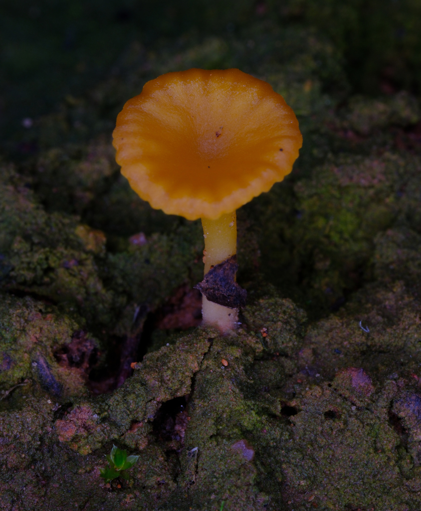 Lichenomphalia chromacea · June 2025 · photo: © possumpete (iNaturalist, cc0)
