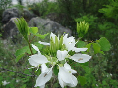 Bauhinia lunarioides