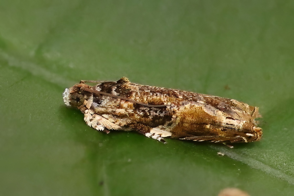 Thymioptila