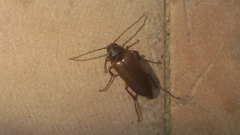 Cebrio brevicornis