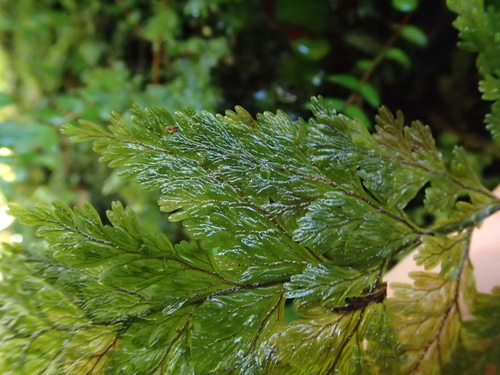Hymenophyllum scabrum observed 2025-06-21