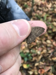 Paryphthimoides poltys