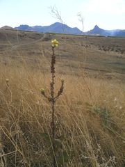 Verbascum ovalifolium