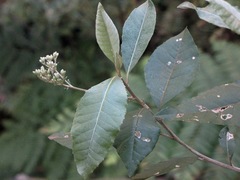 Hedycarya angustifolia