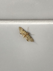 Tetrernia teminitis