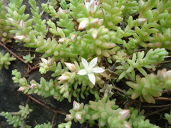 Sedum potosinum