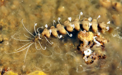 Amblyosyllis