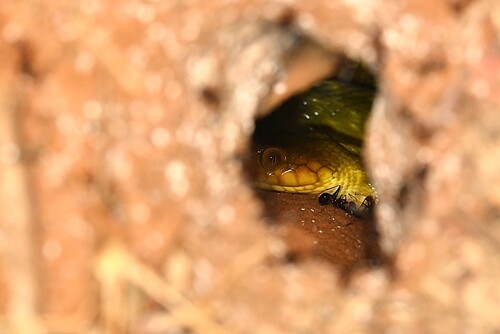 Cat-eyed Snake, Madagascarophis meridionalis